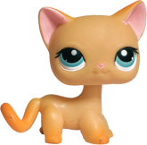 #0339 Shorthair Cat